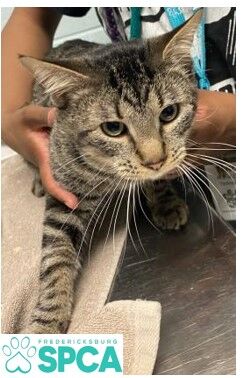SPCA_Jerry